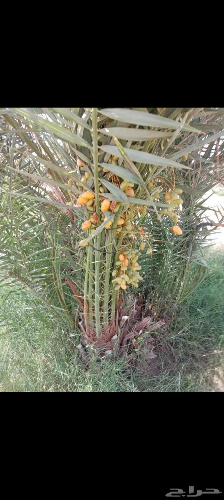 نخيل مجدولي وصقعي للبيع وتوصيل وغرس64423730232451113