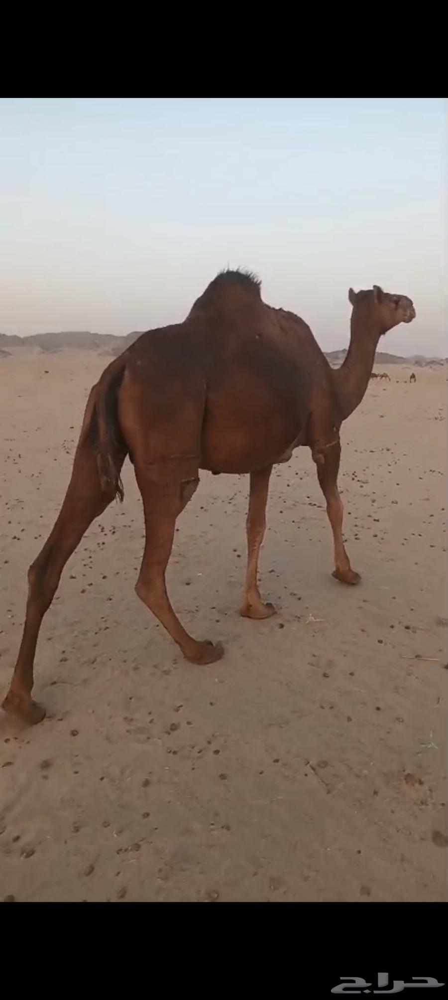 Camel for sale, good side, 550064420837296001110