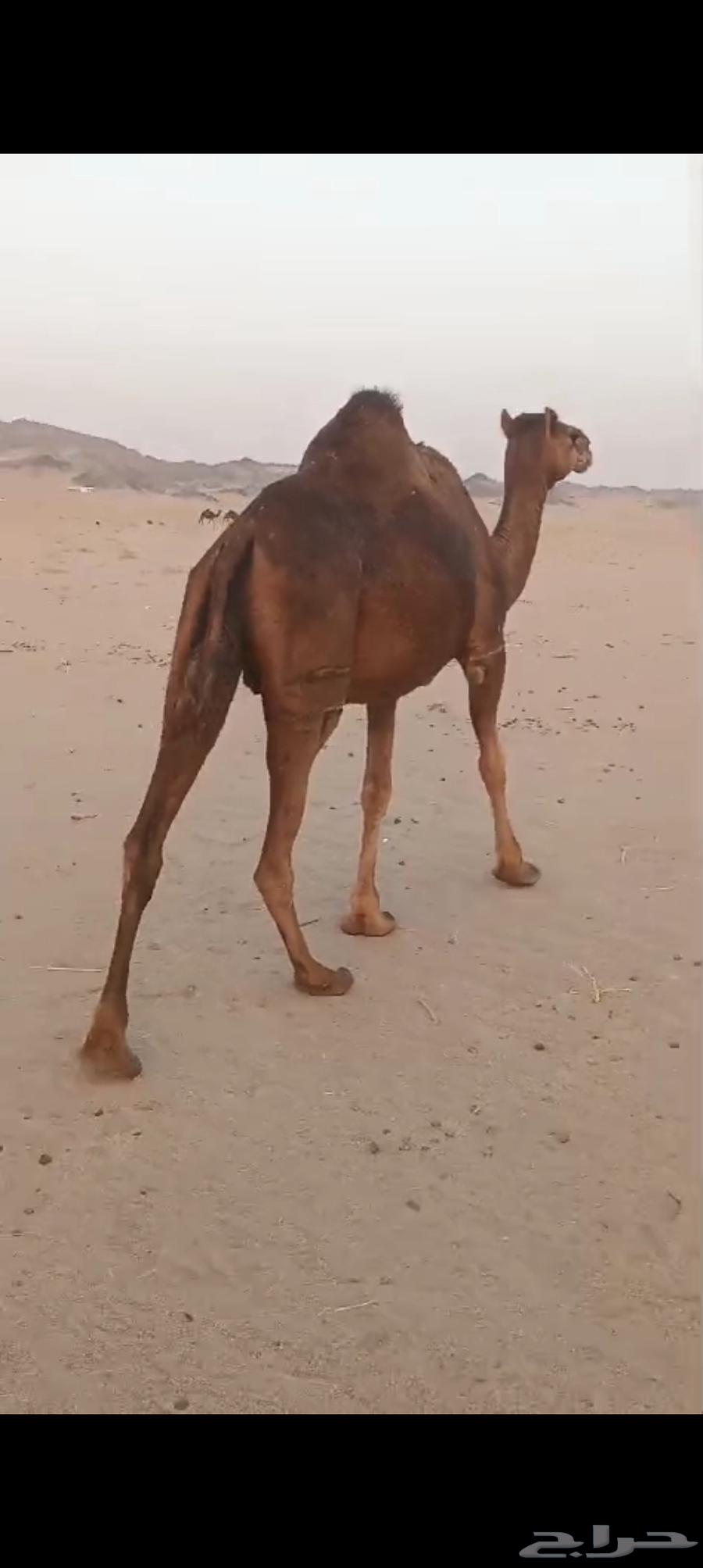 Camel for sale, good side, 550064420837296001111