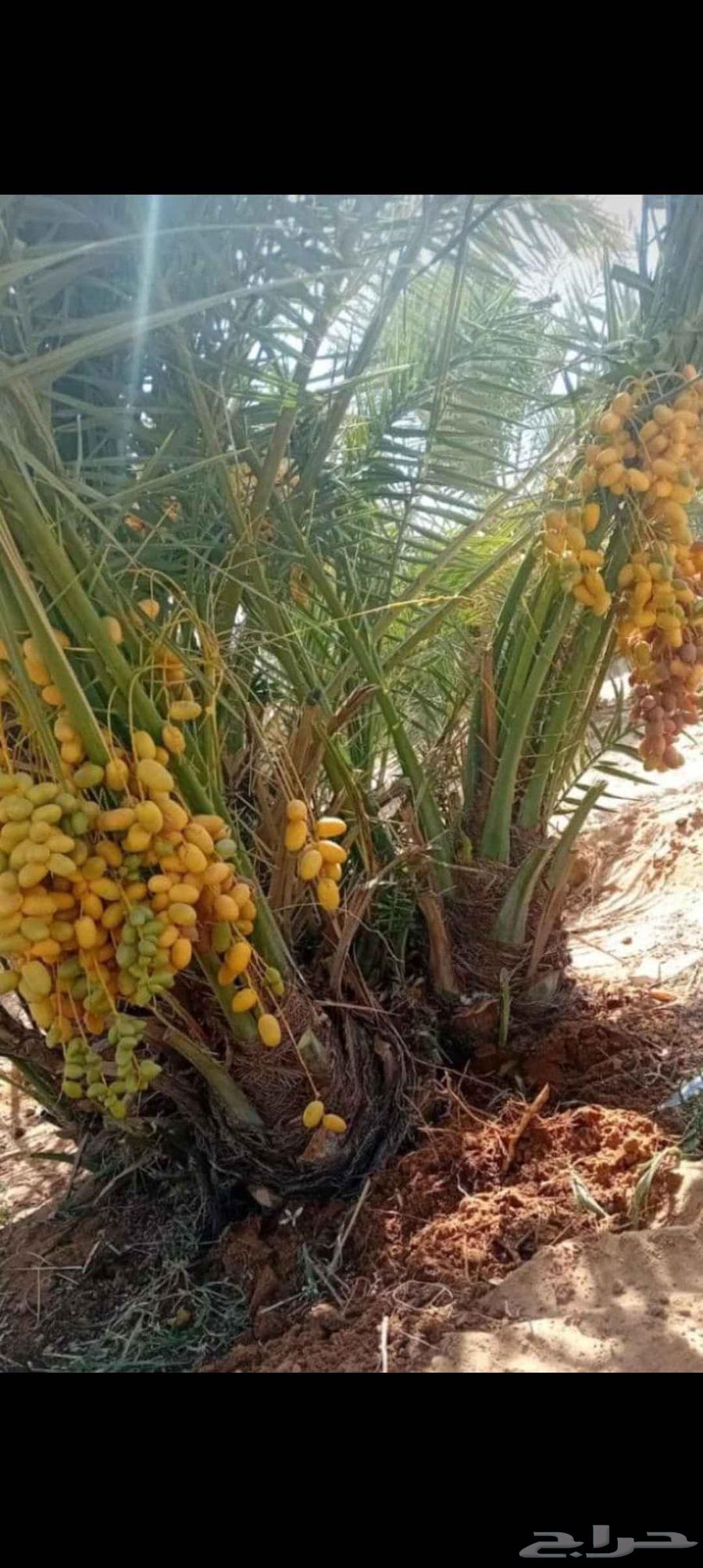 نخيل مجدولي وصقعي للبيع وتوصيل وغرس64423730232451111