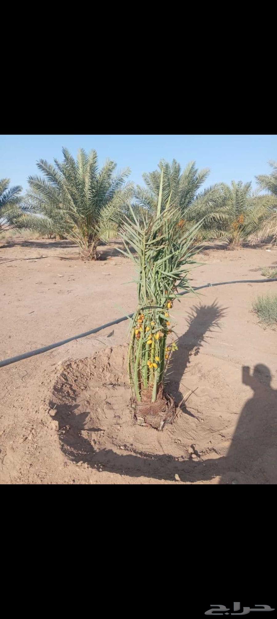 نخيل مجدولي وصقعي للبيع وتوصيل وغرس64423730232451112