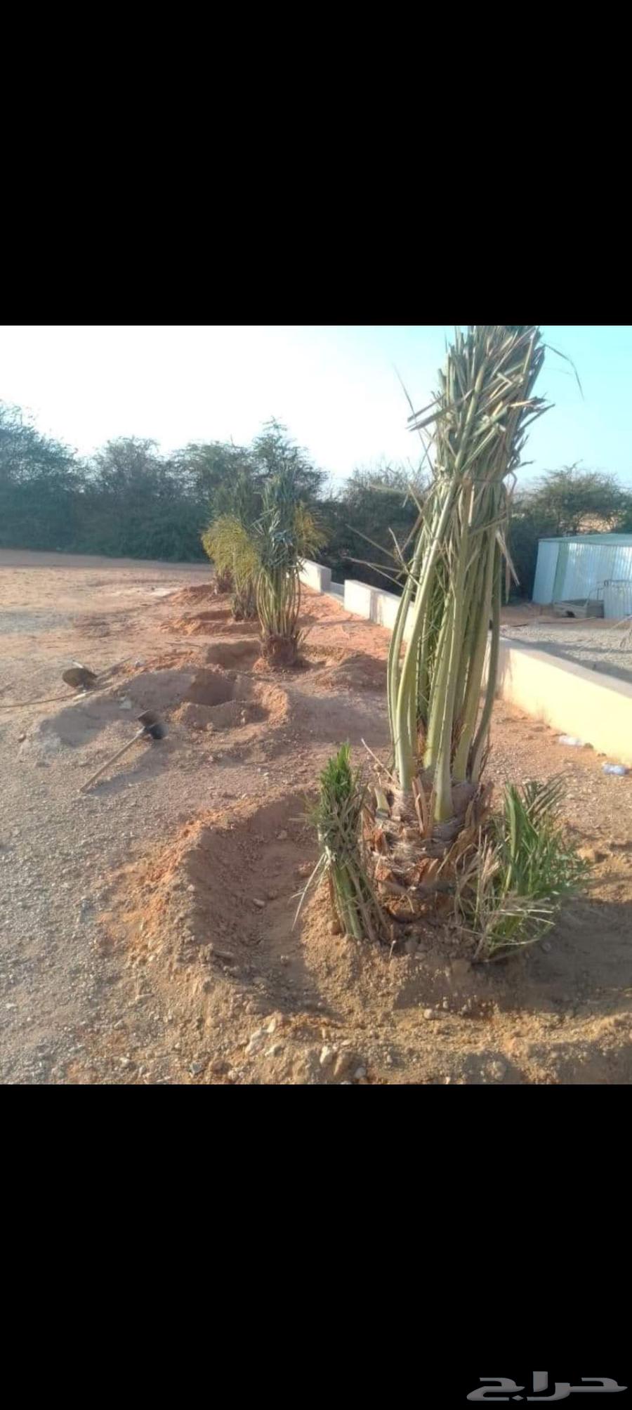 نخيل مجدولي وصقعي للبيع وتوصيل وغرس64423730232451114