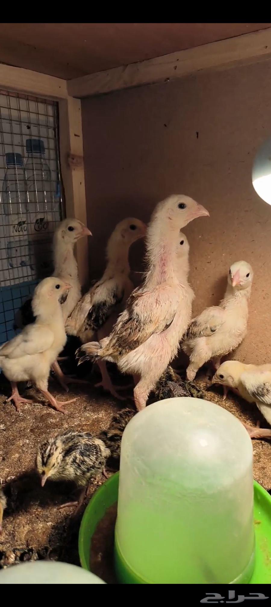 فروخ شامو ياباني64425892241794111