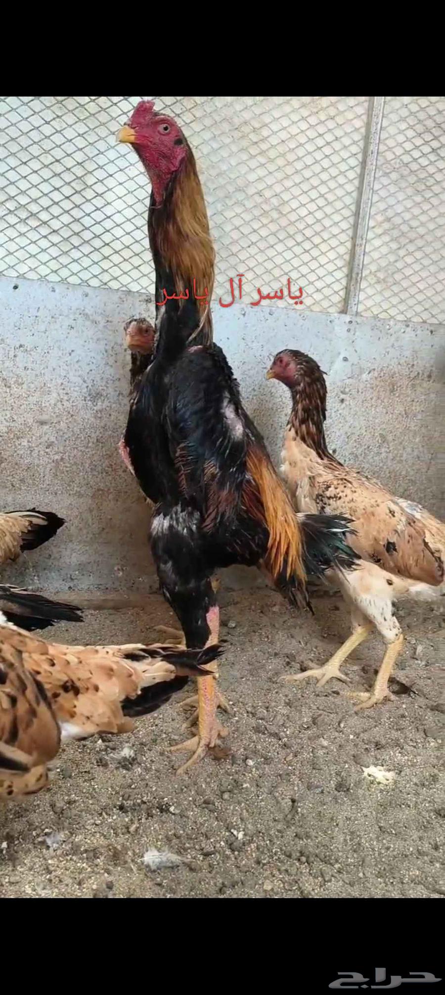 فروخ شامو ياباني64425892241794110