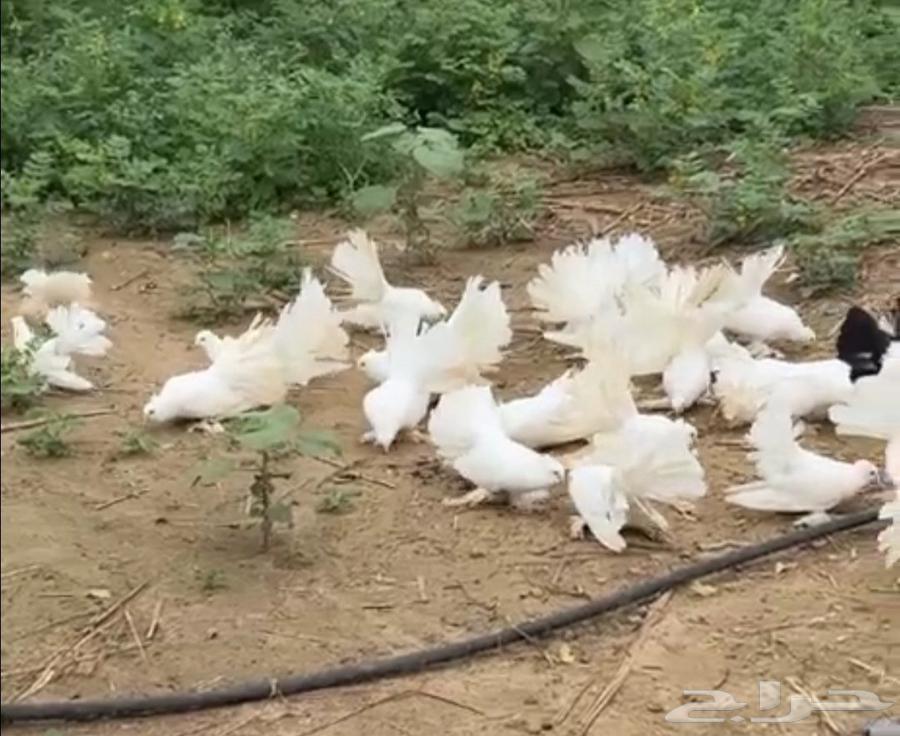 حمام رقاصي ابيض صك البيع جمله64420729312002111