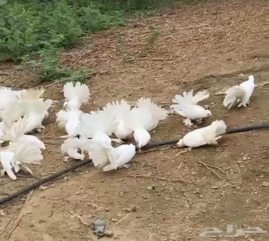 حمام رقاصي ابيض صك البيع جمله64420729312002112