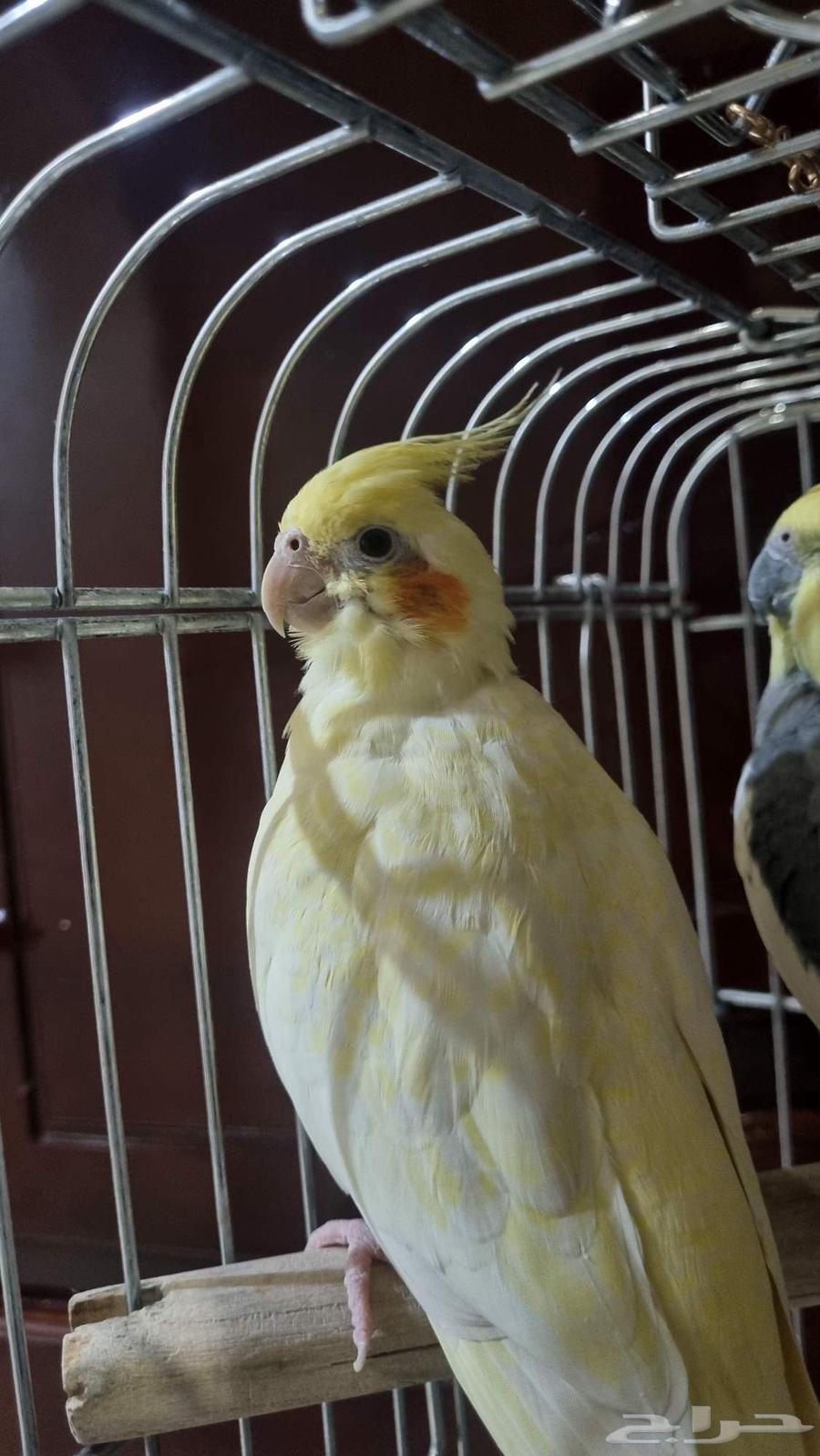 كروان -كوكتيل - هولندي زوج64425179175041112