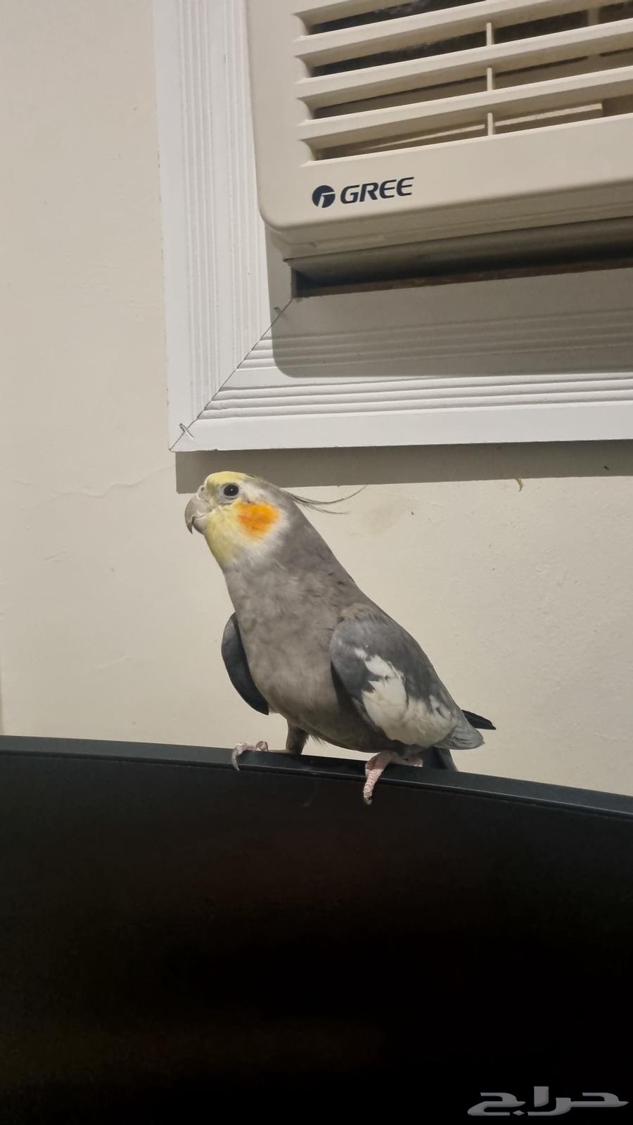 كروان -كوكتيل - هولندي زوج64425179175041110