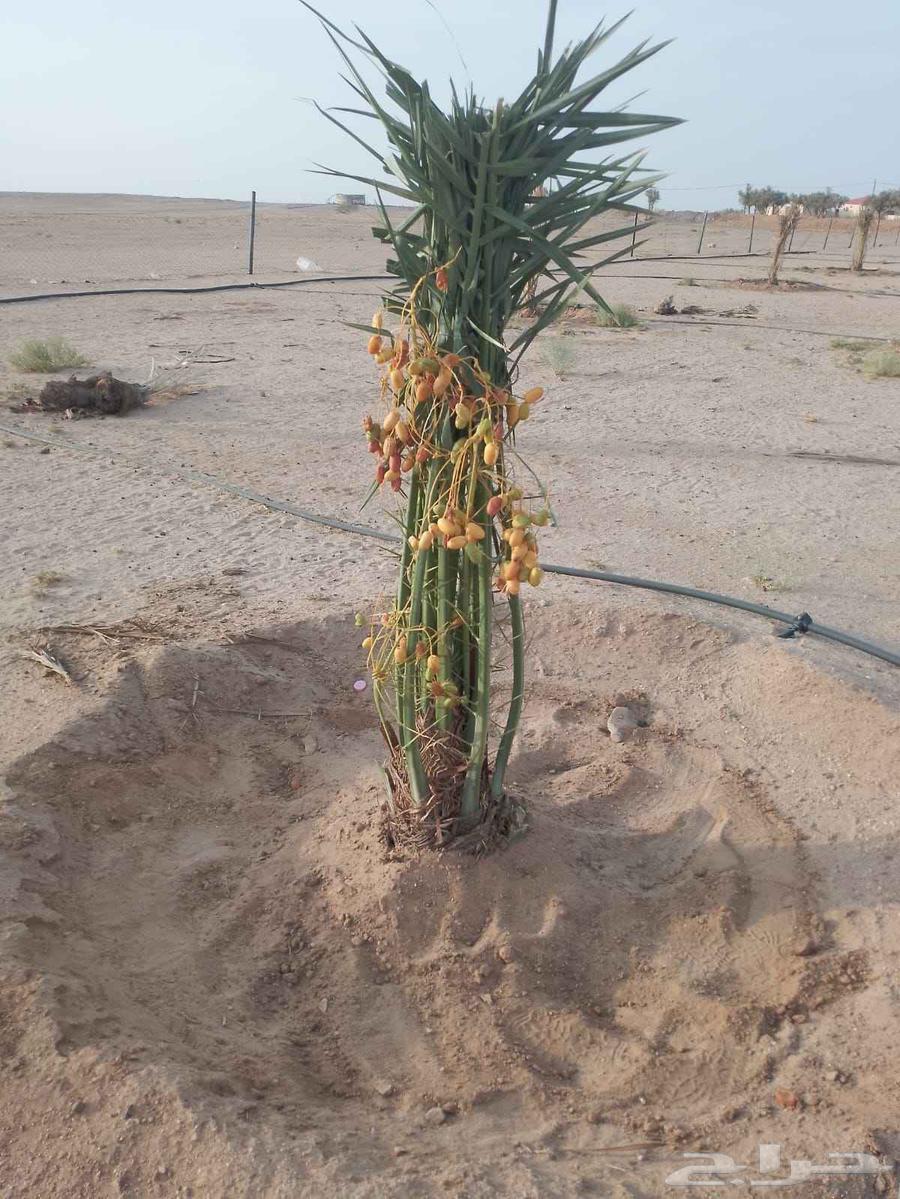 Available fruit seedlings for sale, all types, delivery available throughout64424442571523113