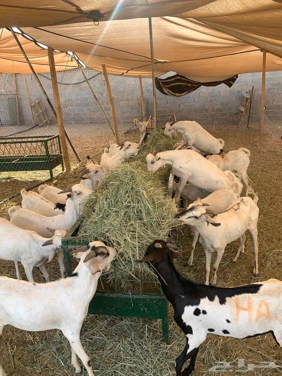 New goats for traders, wholesale prices at excellent rates, don't delay booking64421729838466111