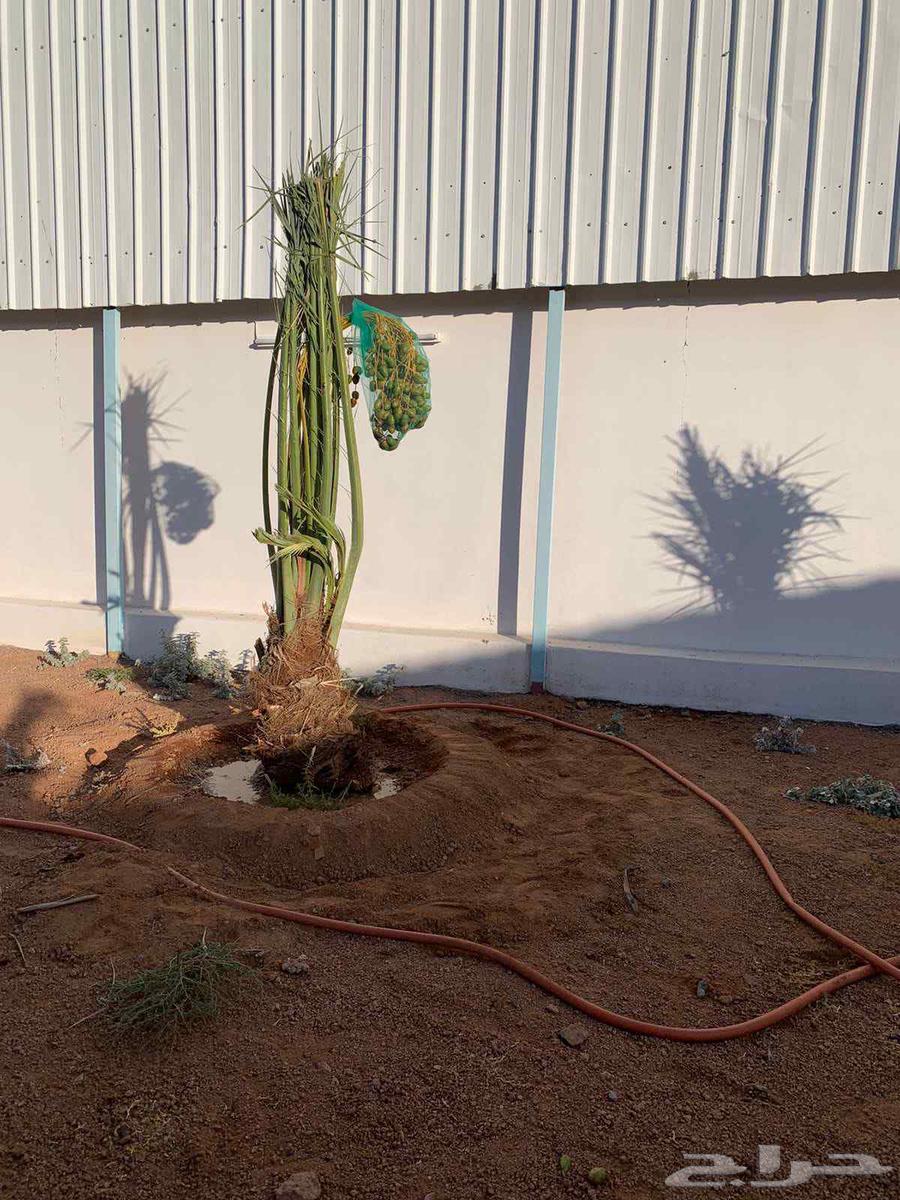 يوجد لدينا جميع انواع انخيل64422448669827110