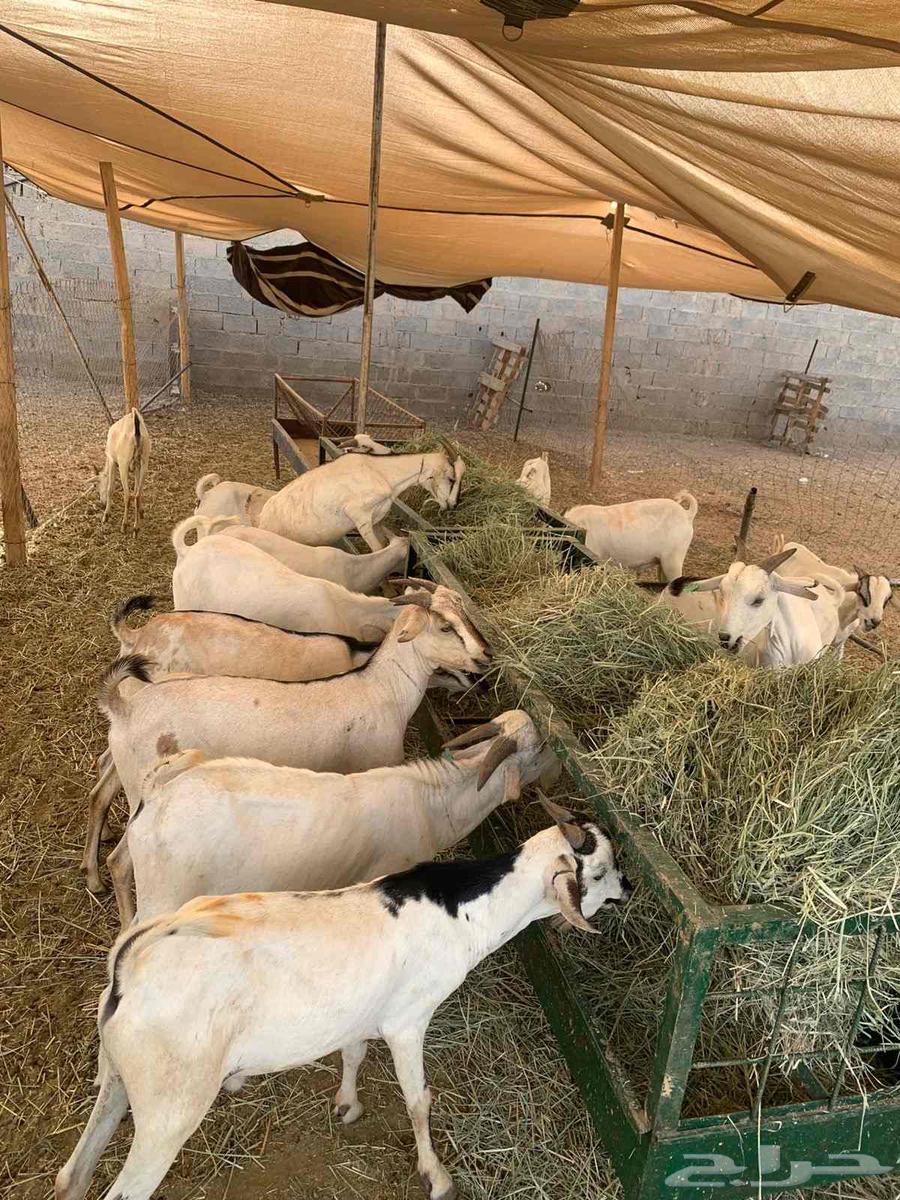 New goats for traders, wholesale prices at excellent rates, don't delay booking64421729838466113