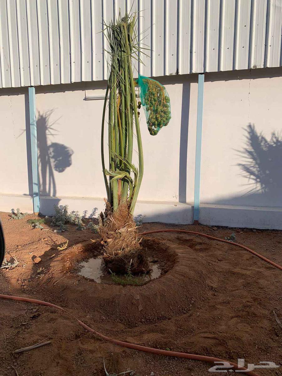 يوجد لدينا جميع انواع انخيل64422448669827111