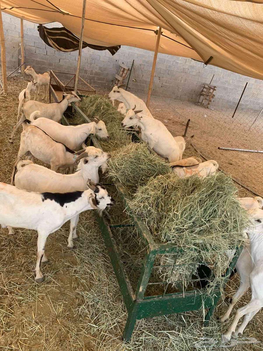 New goats for traders, wholesale prices at excellent rates, don't delay booking64421729838466110