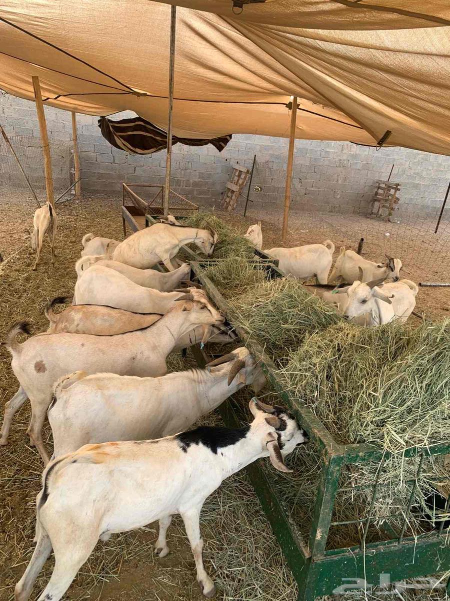 New goats for traders, wholesale prices at excellent rates, don't delay booking64421729838466112