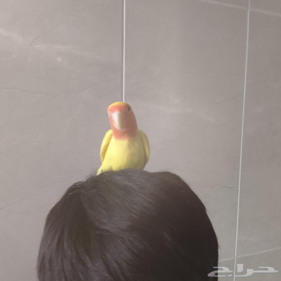 Roze Elif and product64422448706689113