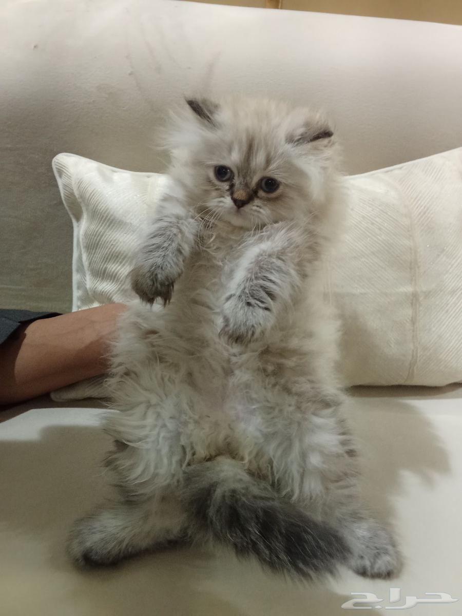 قط هملايا64424388409985110