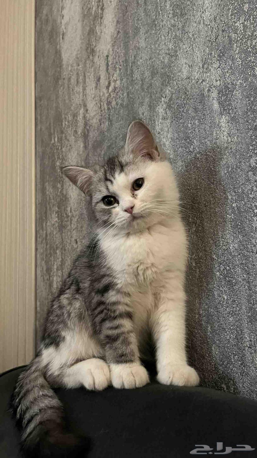 قطط للبيع ذكور64422408129281111