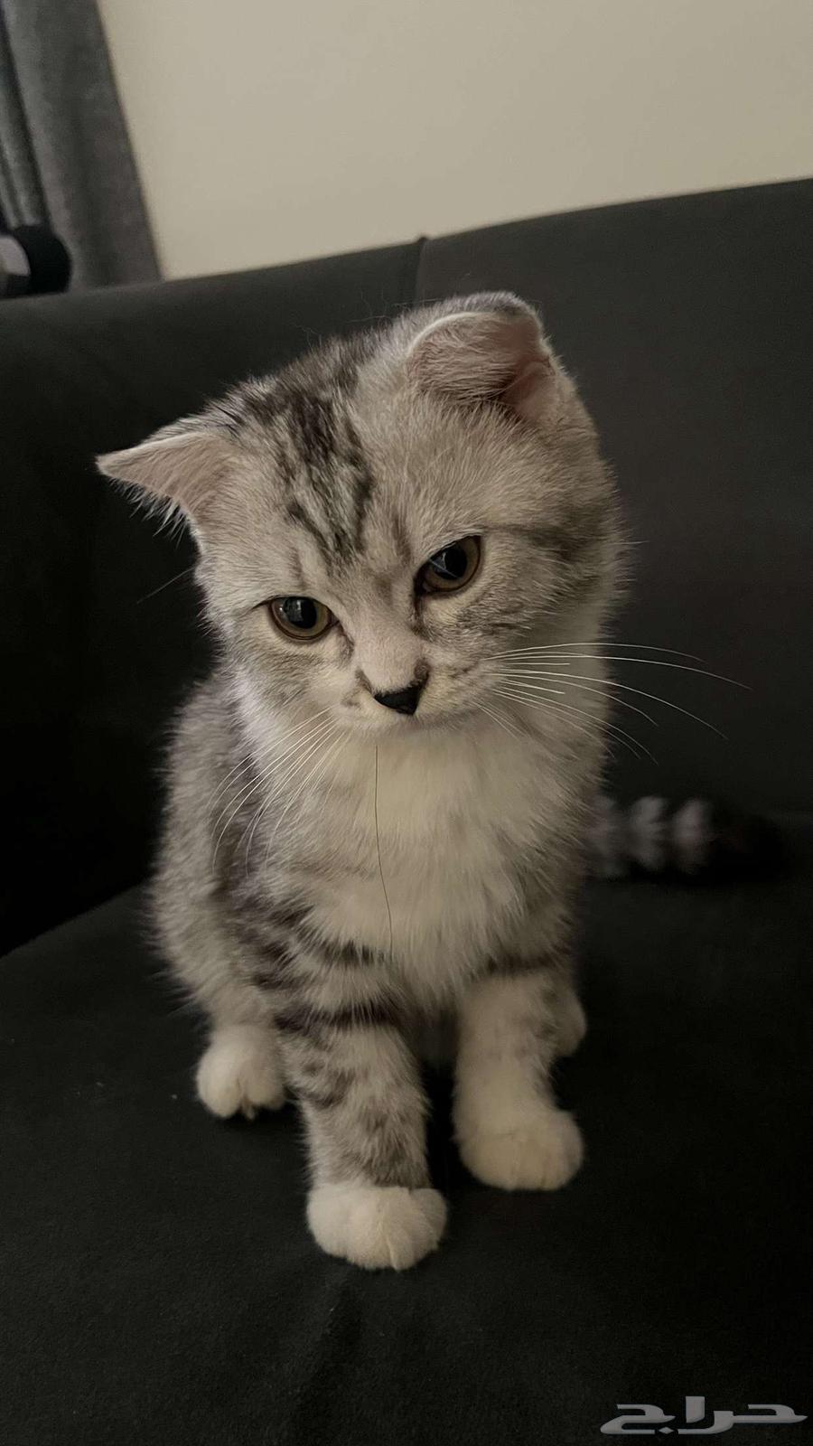قطط للبيع ذكور64422408129281110