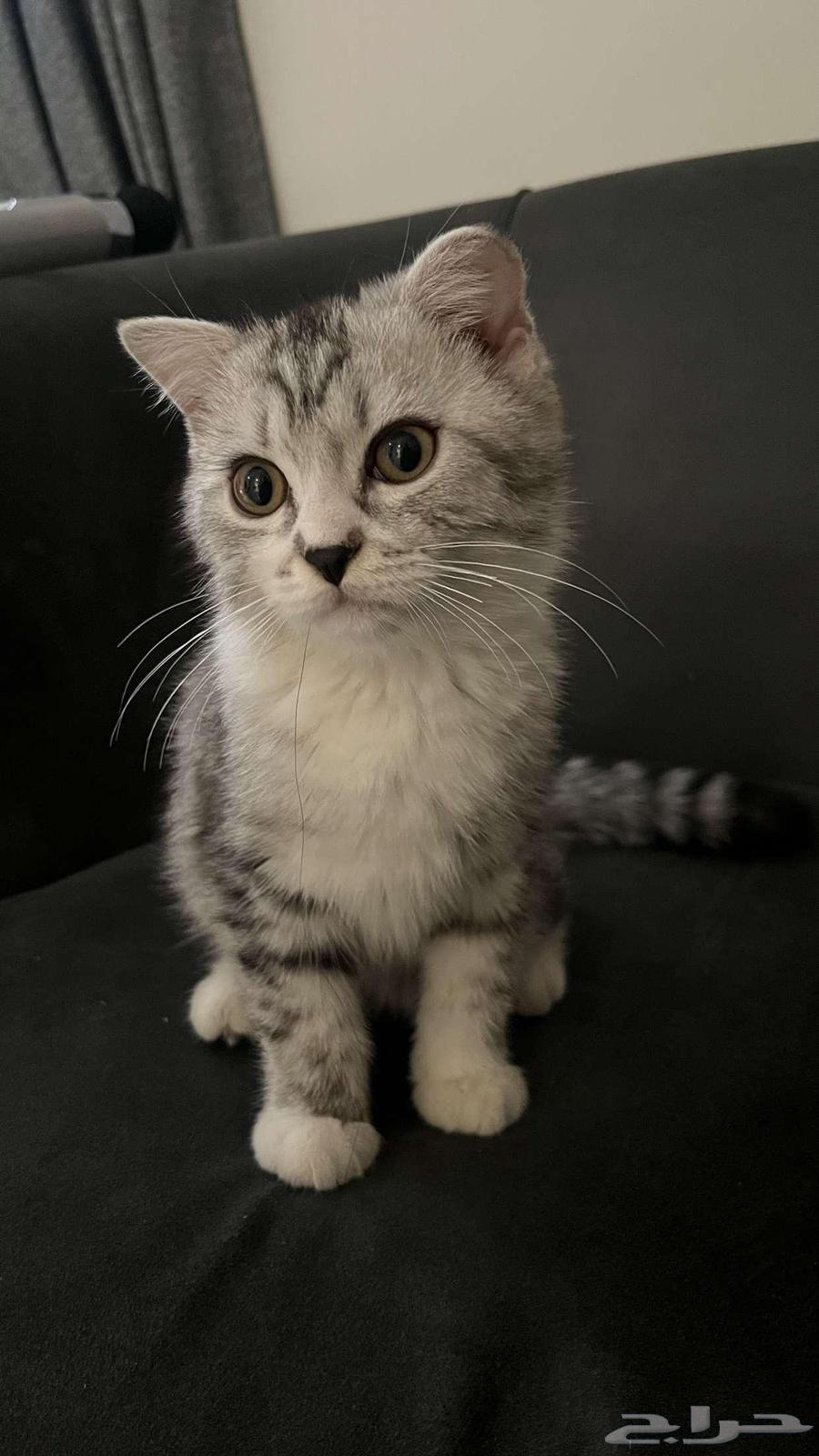 قطط للبيع ذكور64422408129281113