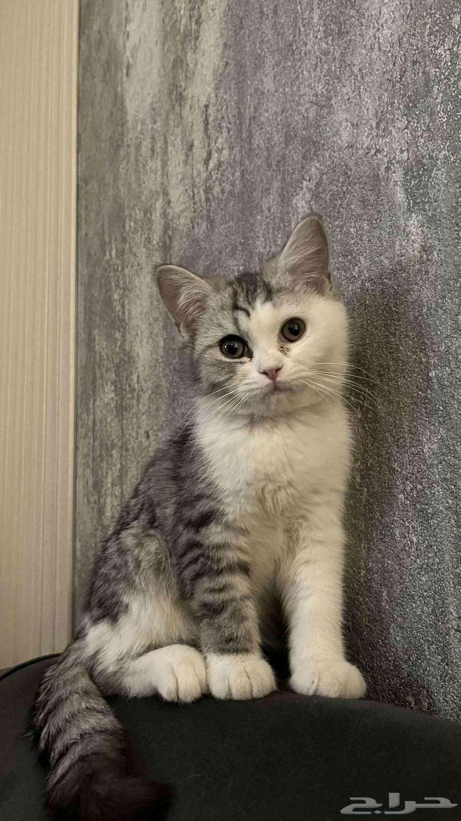 قطط للبيع ذكور64422408129281112
