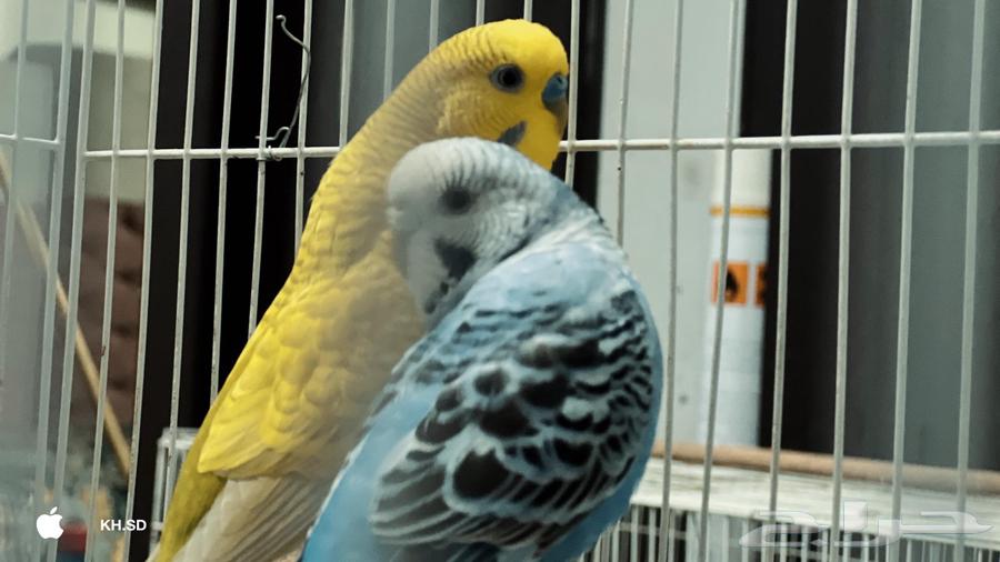 طيور بادجي منتجه على السوم64420580344579113