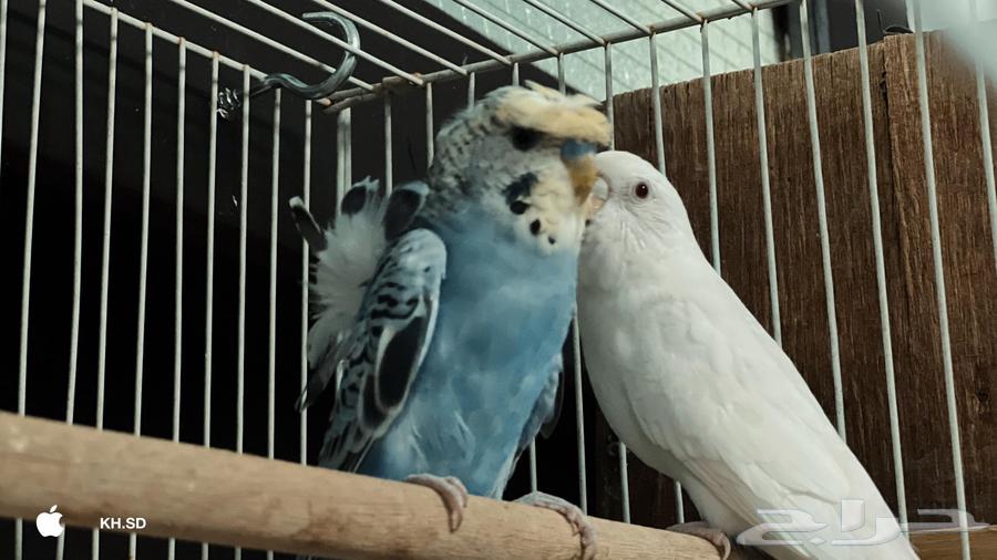 طيور بادجي منتجه على السوم64420580344579114