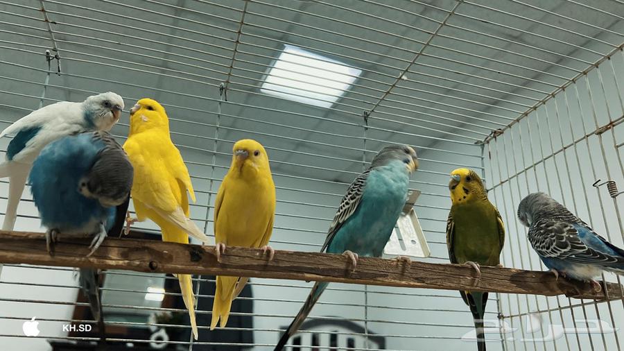 طيور بادجي منتجه على السوم64420580344579112