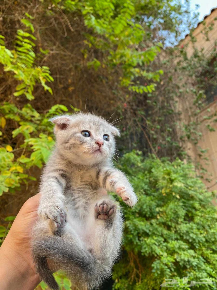 Two Scottish Folds for sale, no adoption64419564190209113