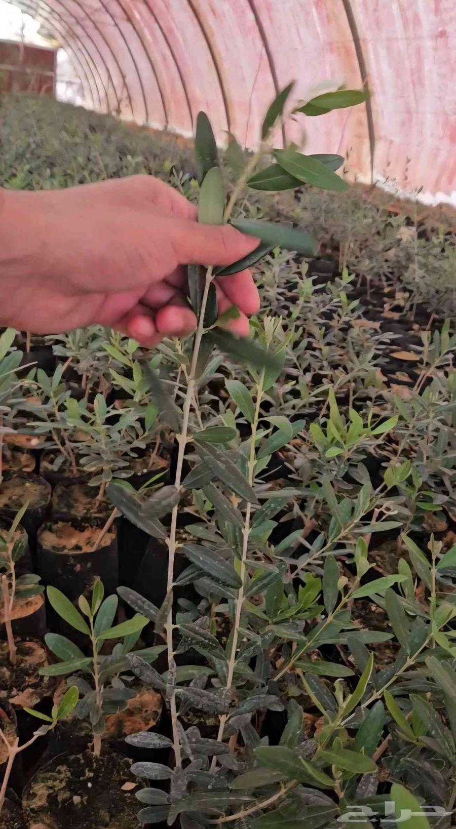 شتل زيتون نبالي محسن أربيكانا64424734661505111