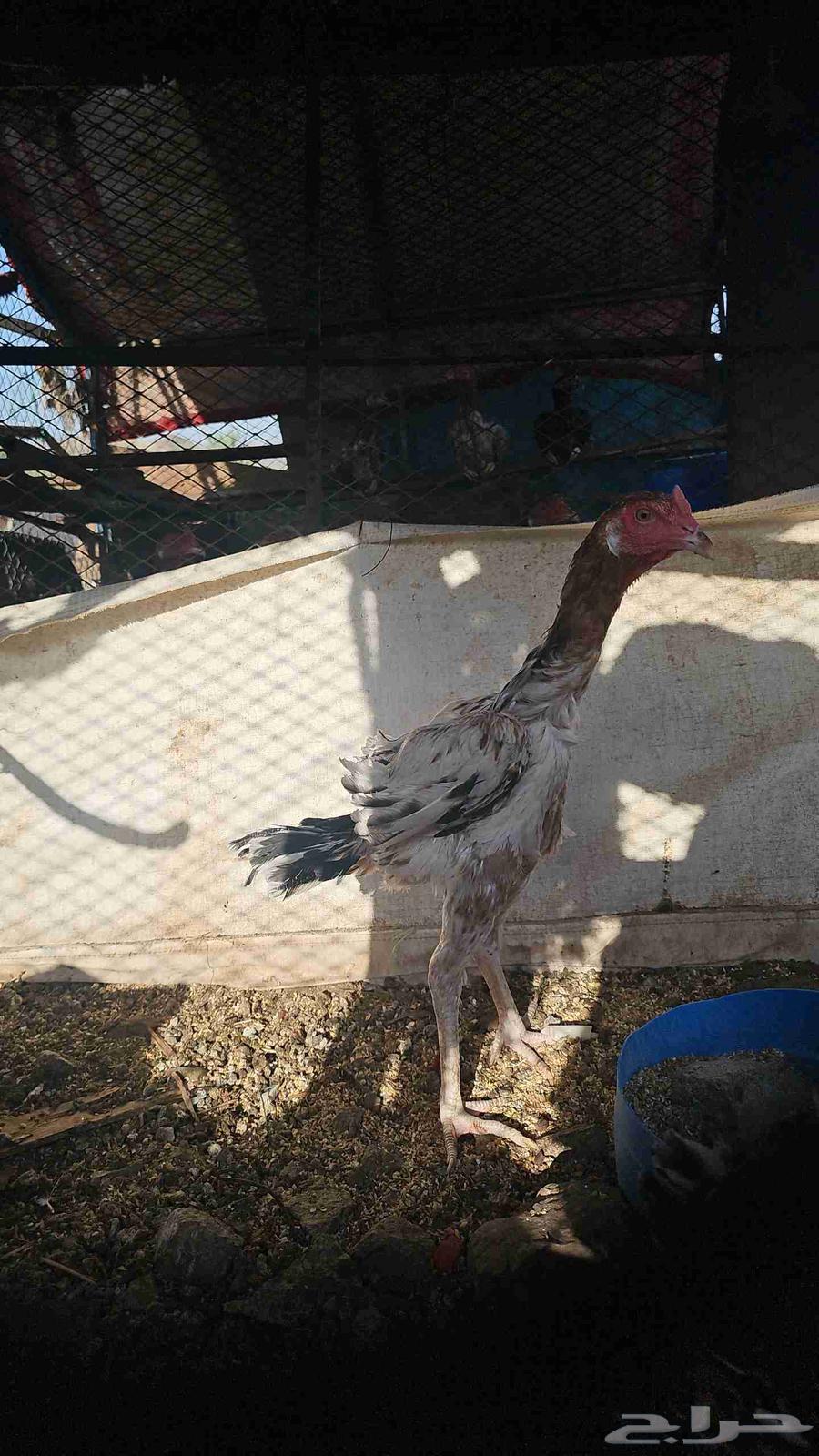 ديك باكستاني64424334178562110