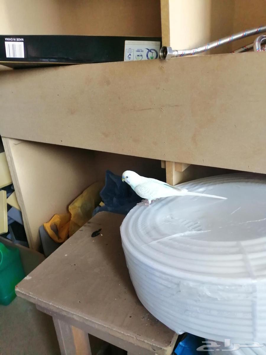 بيع الحراج مرحبا64423448804609111