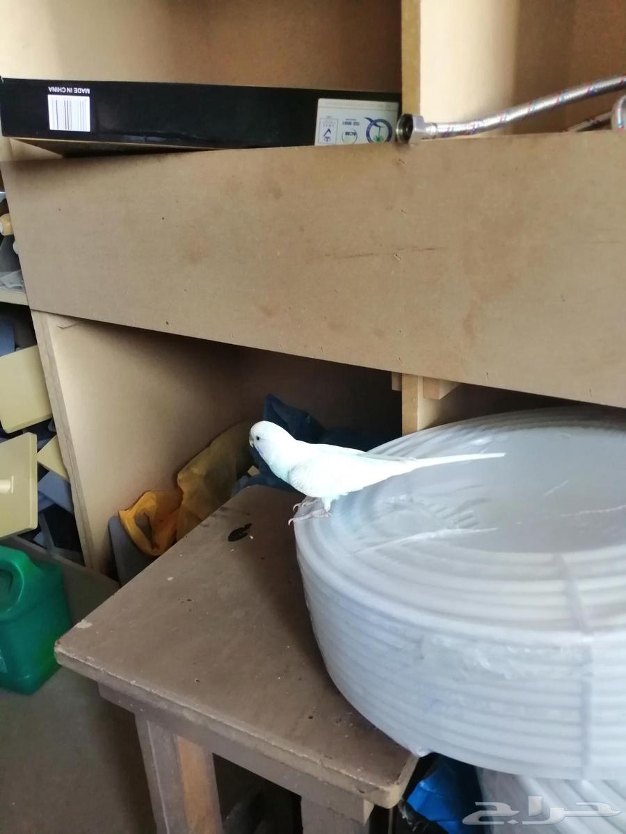 بيع الحراج مرحبا64423448804609110