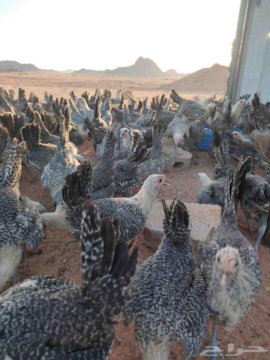 بشاير فيومي العمر اكثر من ثلاث اشهر64423944237825111