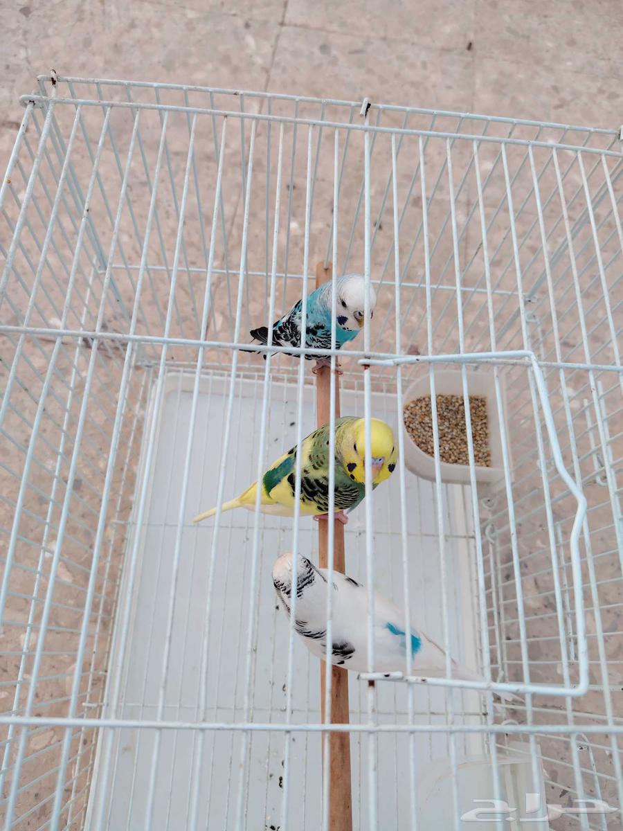 طيور بادجي 3 ذكور للبيع الصحه فل64420485879809111