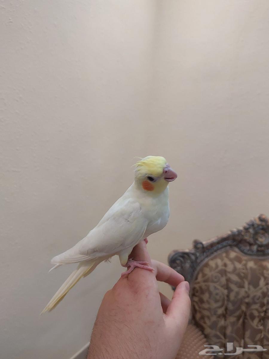 Four tame crows, Alfah and threatening inside similar64425542974850110