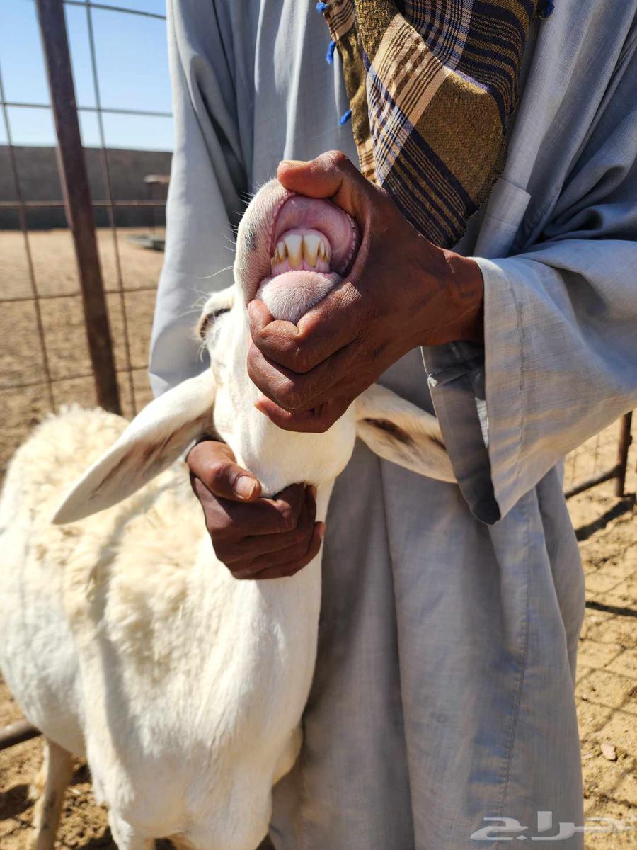 للبيع شاه خلفه ثنيه الدوادمي. تم البيع64421039945218113