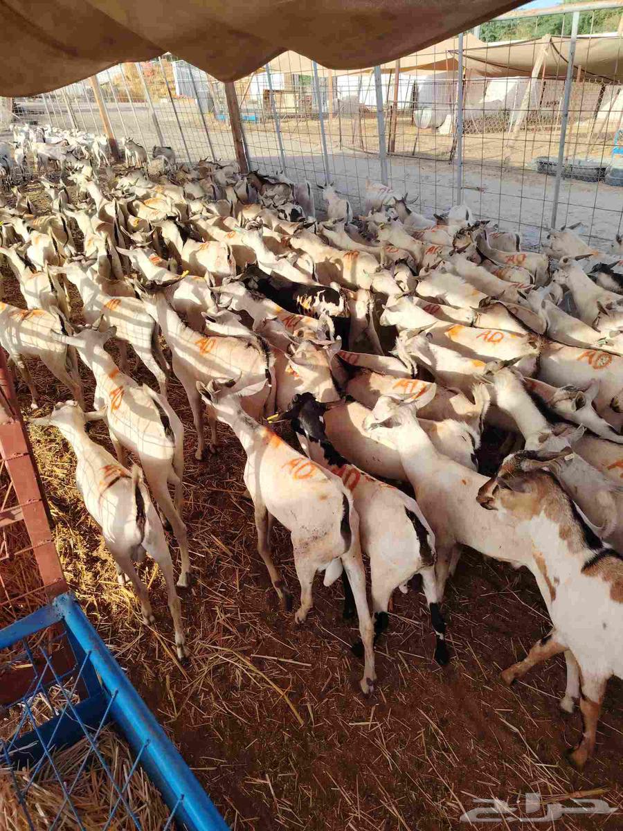 Start your project with confidence, high-quality breeding male goats64421933355778110