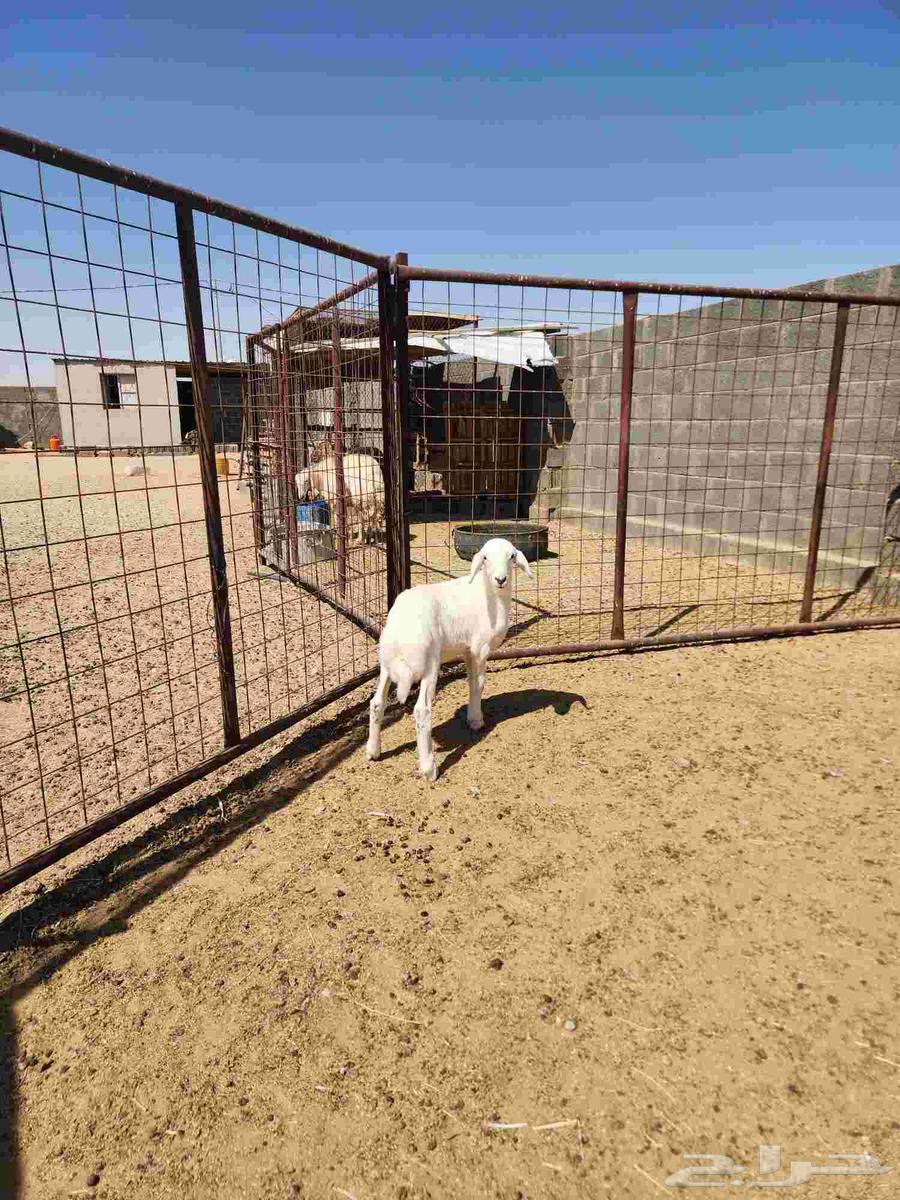 للبيع شاه خلفه ثنيه الدوادمي. تم البيع64421039945218112