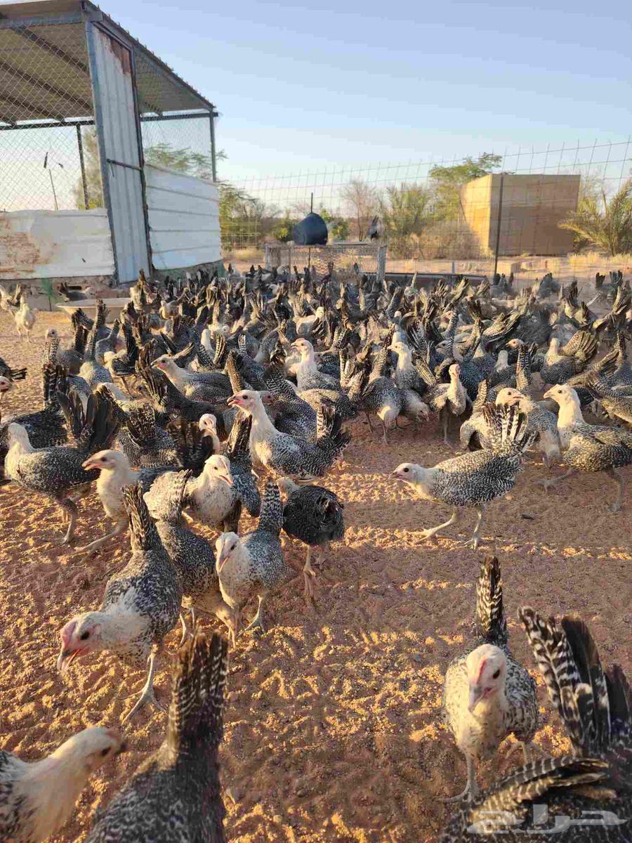 بشاير فيومي العمر اكثر من ثلاث اشهر64423944237825112