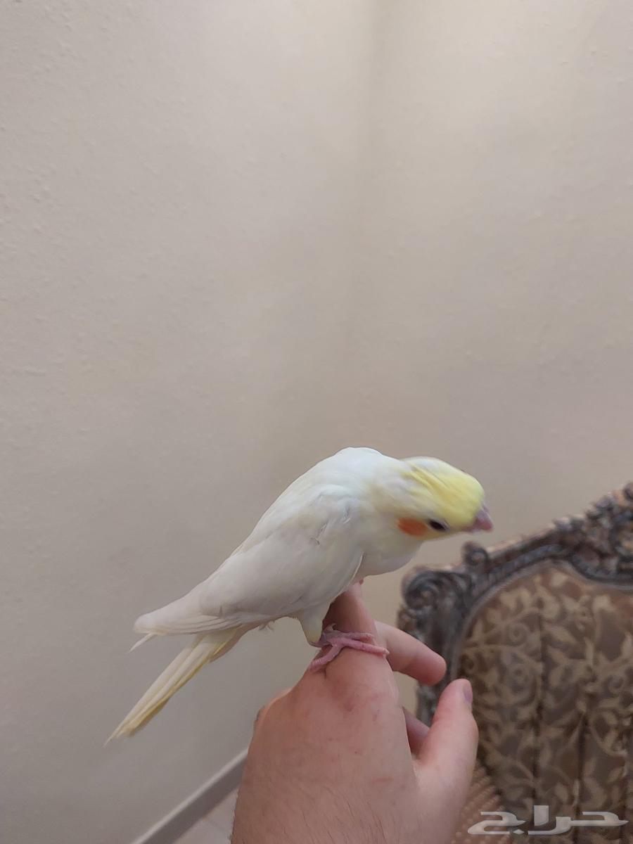 Four tame crows, Alfah and threatening inside similar64425542974850111