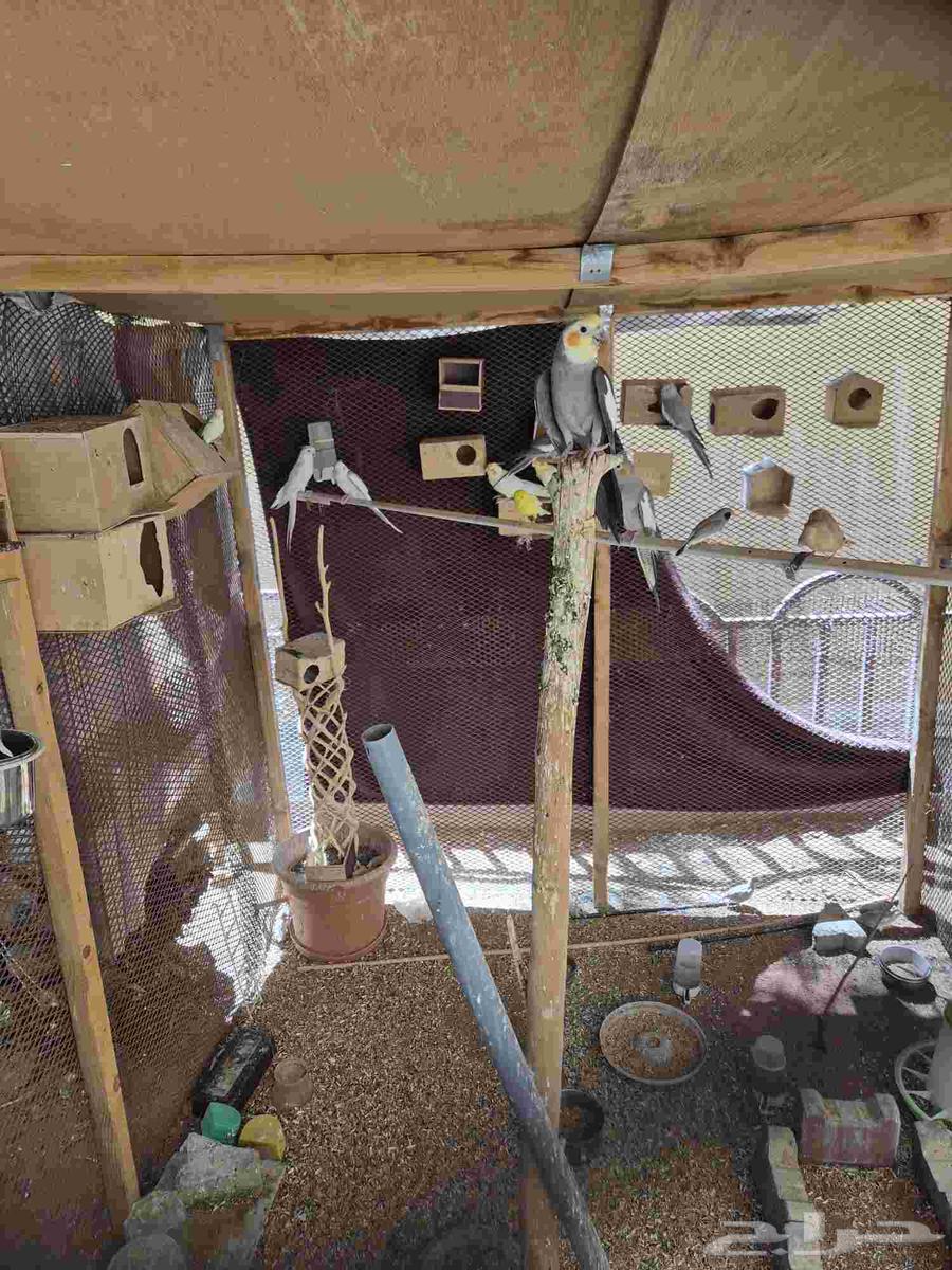 كروان للبيع بصحه جيدة64424320645890110