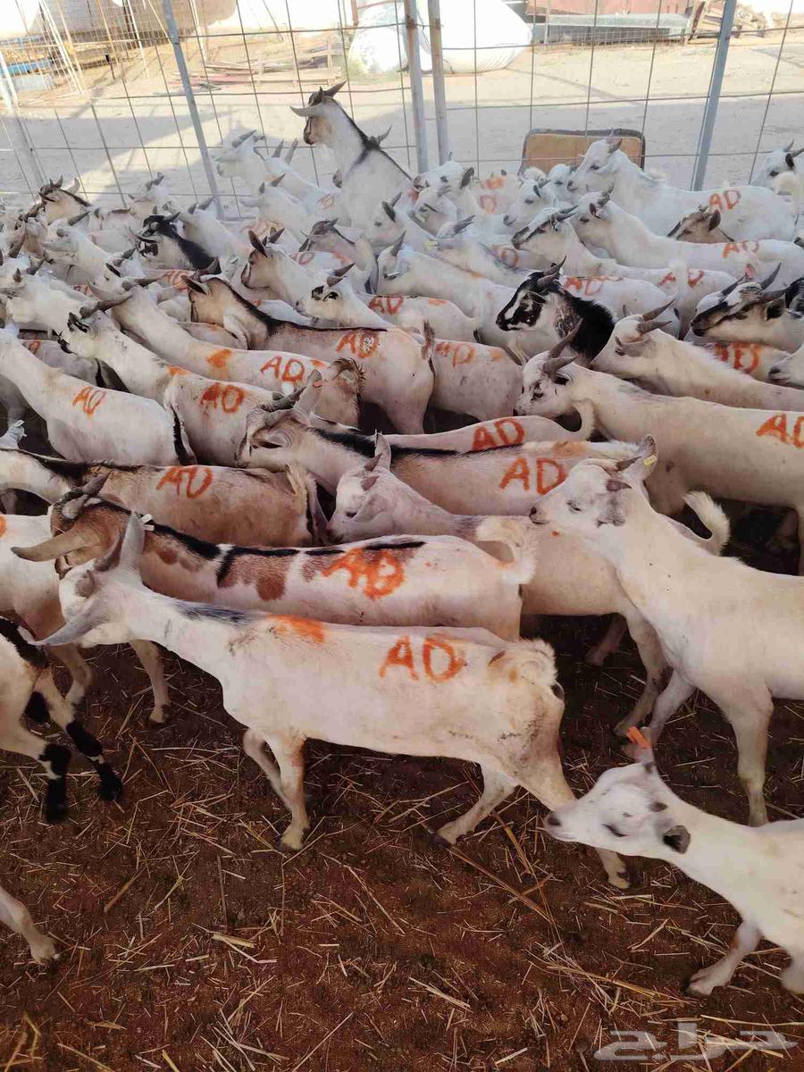 Start your project with confidence, high-quality breeding male goats64421933355778111