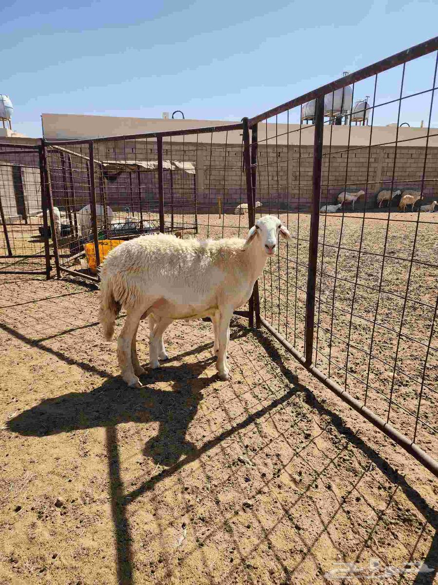 للبيع شاه خلفه ثنيه الدوادمي. تم البيع64421039945218111