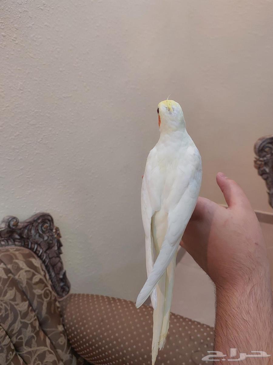 Four tame crows, Alfah and threatening inside similar64425542974850113