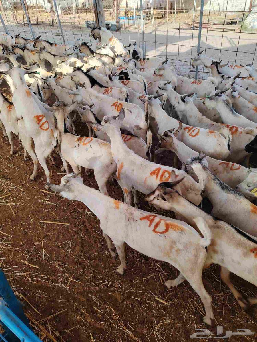 Start your project with confidence, high-quality breeding male goats64421933355778112