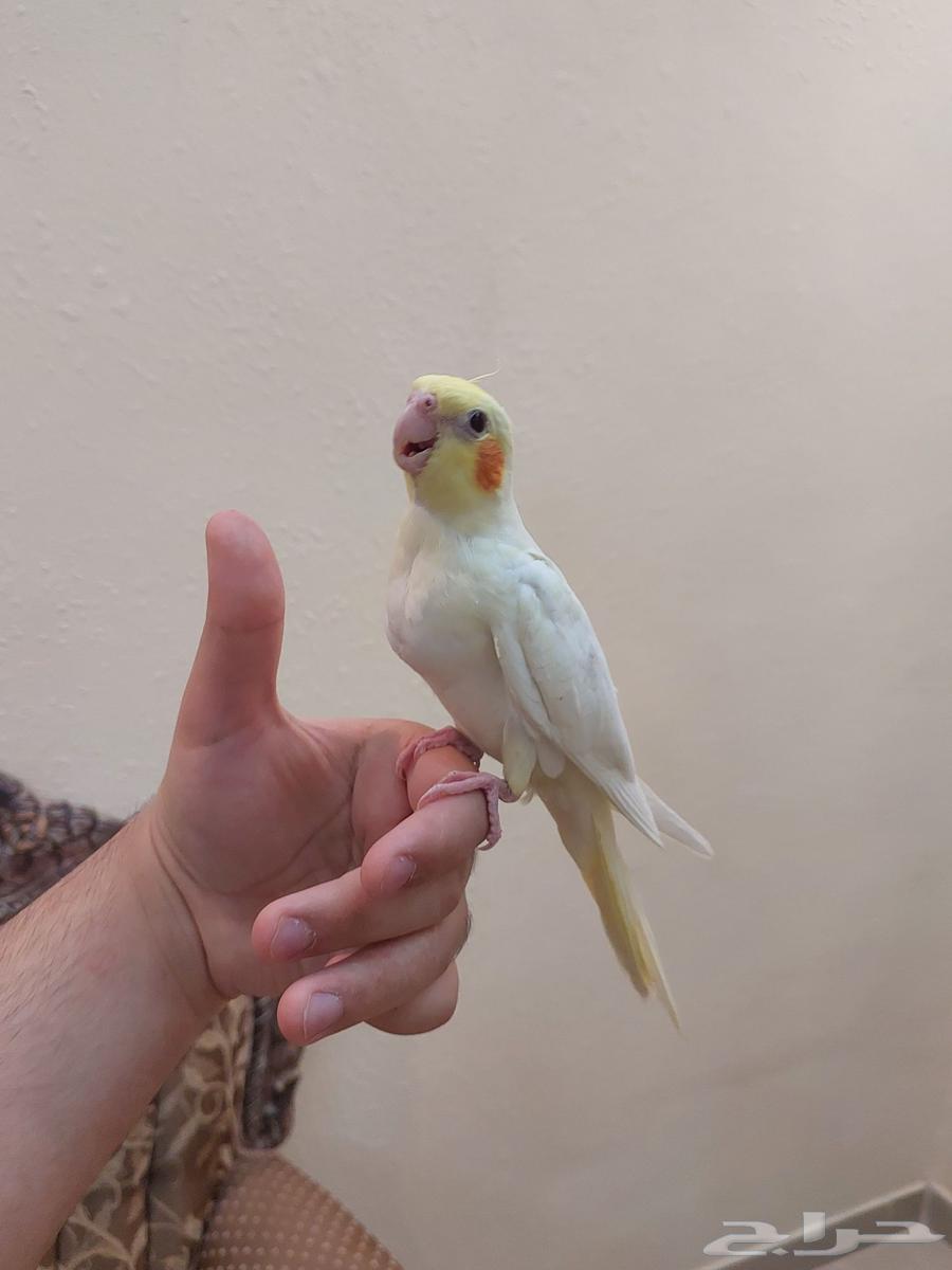 Four tame crows, Alfah and threatening inside similar64425542974850112