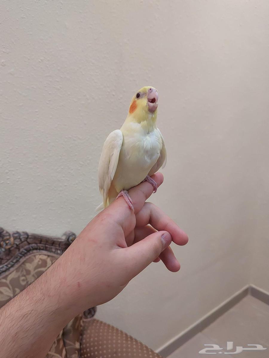 Four tame crows, Alfah and threatening inside similar64425542974850114