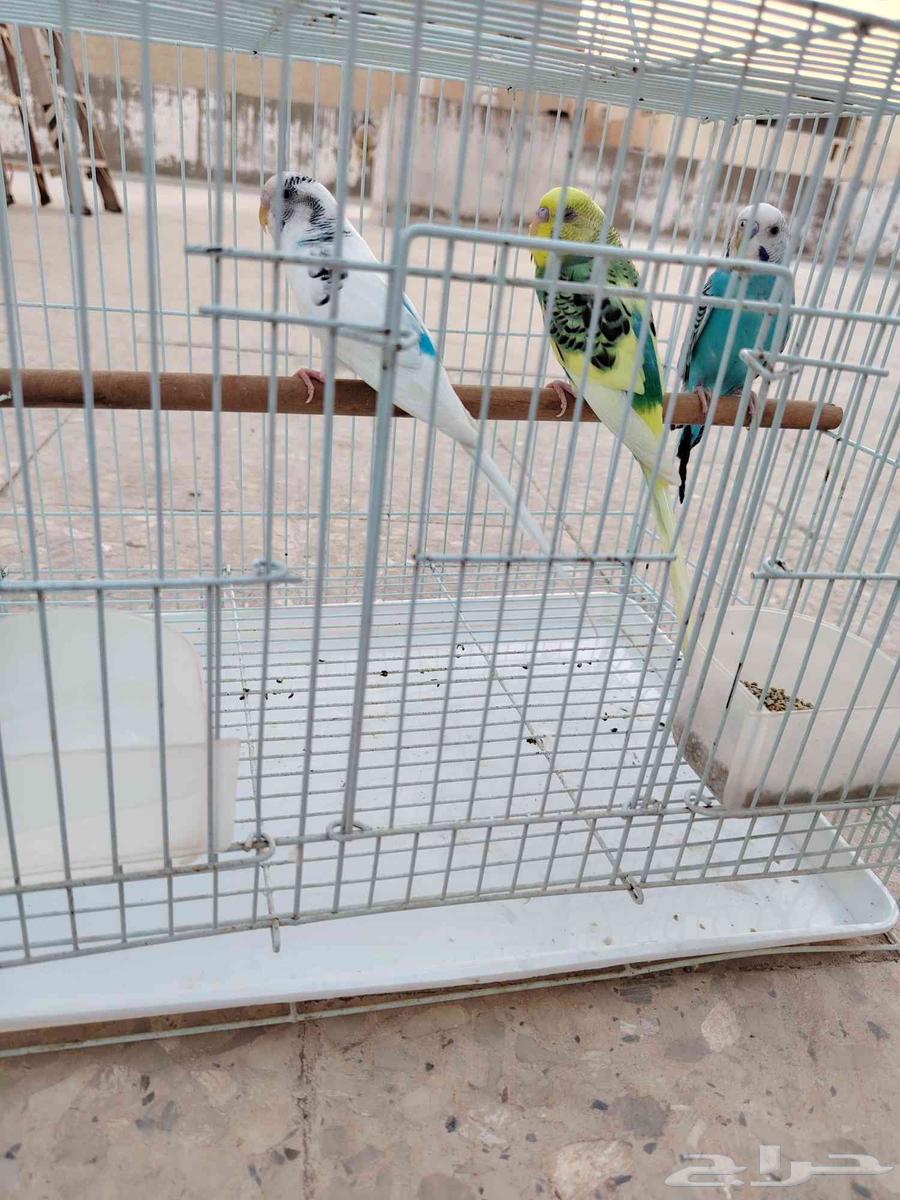 طيور بادجي 3 ذكور للبيع الصحه فل64420485879809110