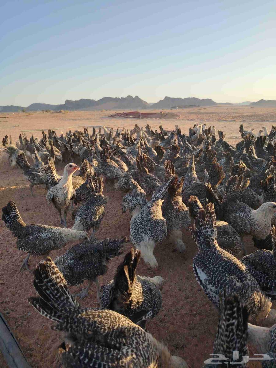 بشاير فيومي العمر اكثر من ثلاث اشهر64423944237825110